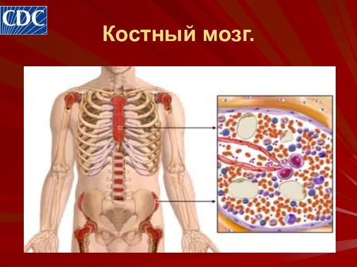 Костный мозг.