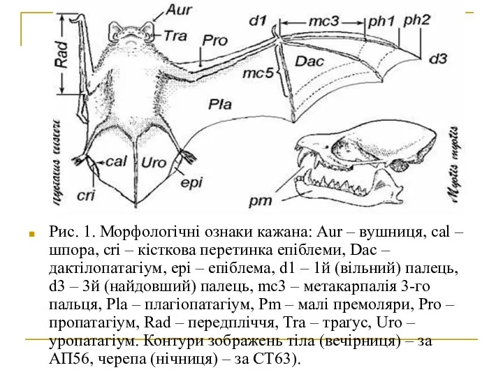 Рис. 1. Морфологічні ознаки кажана: Aur – вушниця, cal – шпора,