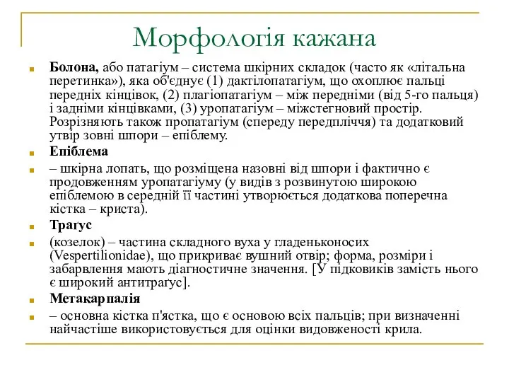 Морфологія кажана Болона, або патагіум – система шкірних складок (часто як