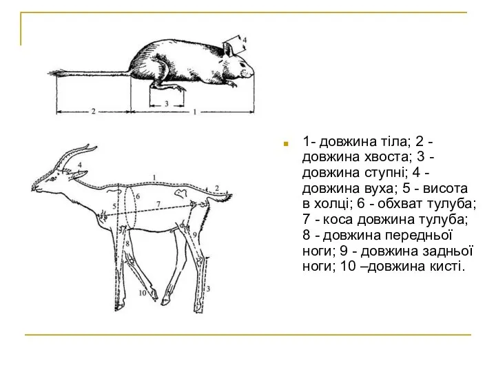 1- довжина тіла; 2 - довжина хвоста; 3 - довжина ступні;