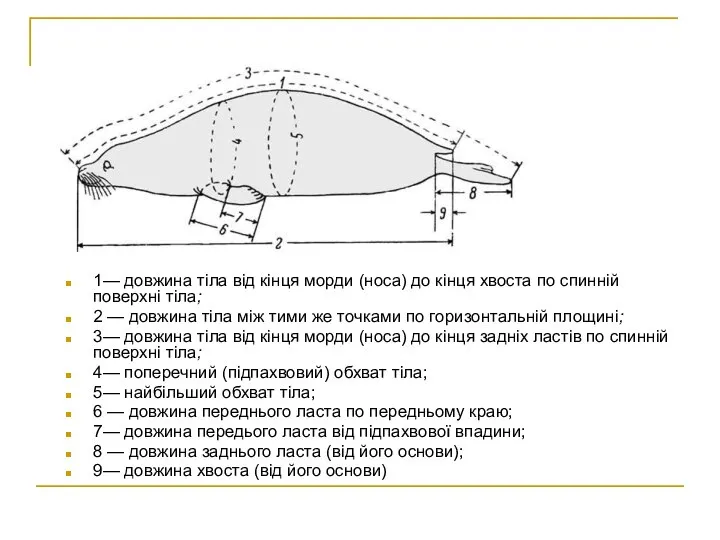 1— довжина тіла від кінця морди (носа) до кінця хвоста по