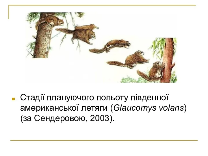 Стадії плануючого польоту південної американської летяги (Glaucomys volans) (за Сендеровою, 2003).