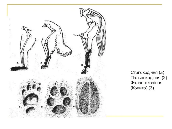 Стопоходіння (а) Пальцеходіння (2) Фалангоходіння (Копито) (3)