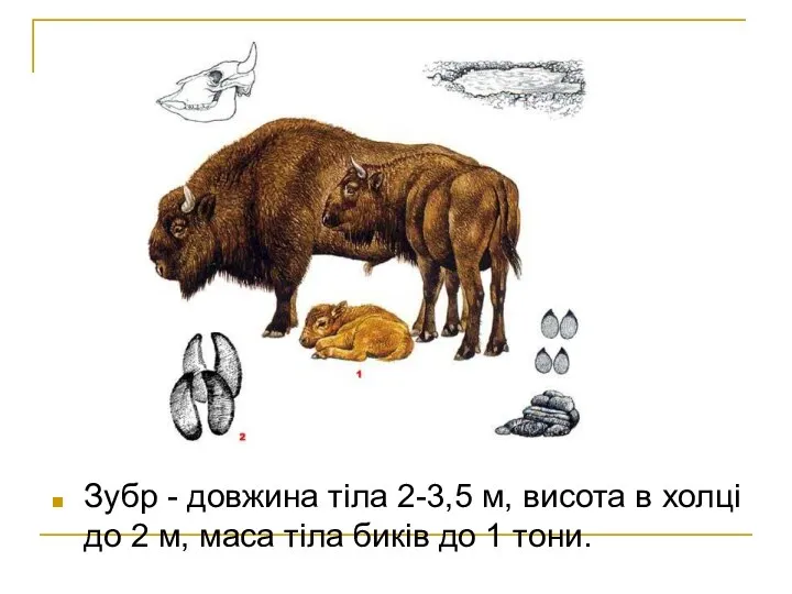 Зубр - довжина тіла 2-3,5 м, висота в холці до 2