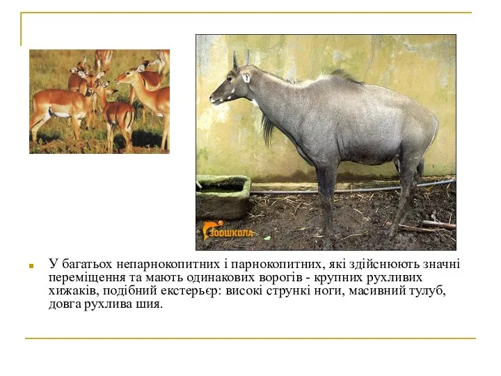 У багатьох непарнокопитних і парнокопитних, які здійснюють значні переміщення та мають