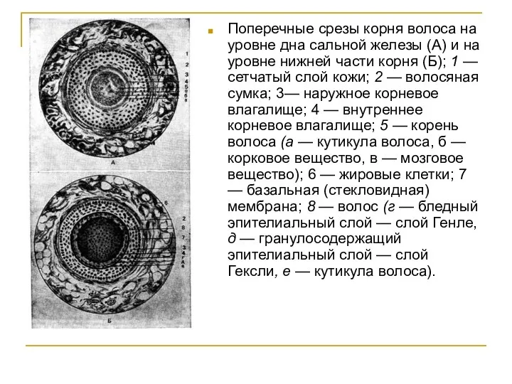 Поперечные срезы корня волоса на уровне дна сальной железы (А) и