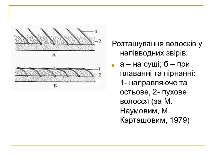 Розташування волосків у напівводних звірів: а – на суші; б –