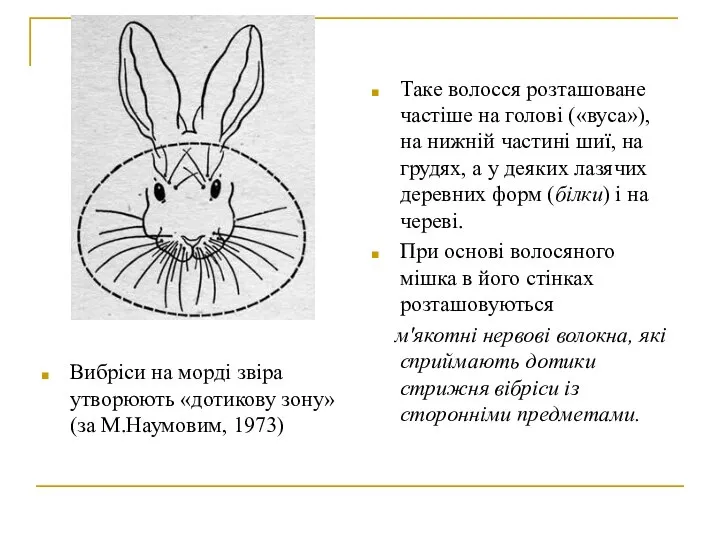 Вибріси на морді звіра утворюють «дотикову зону» (за М.Наумовим, 1973) Таке