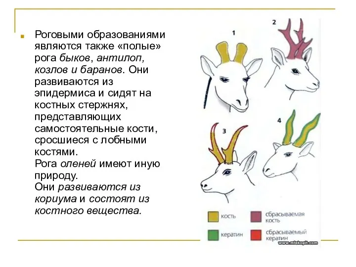 Роговыми образованиями являются также «полые» рога быков, антилоп, козлов и баранов.