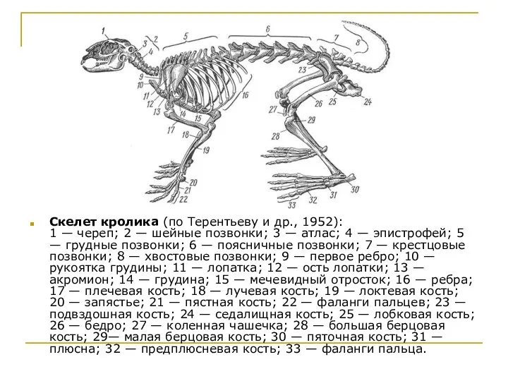 Скелет кролика (по Терентьеву и др., 1952): 1 — череп; 2