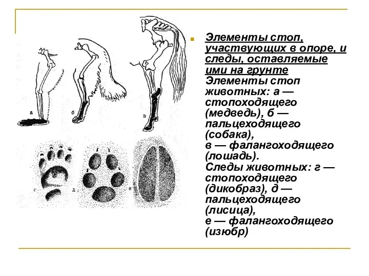 Элементы стоп, участвующих в опоре, и следы, оставляемые ими на грунте