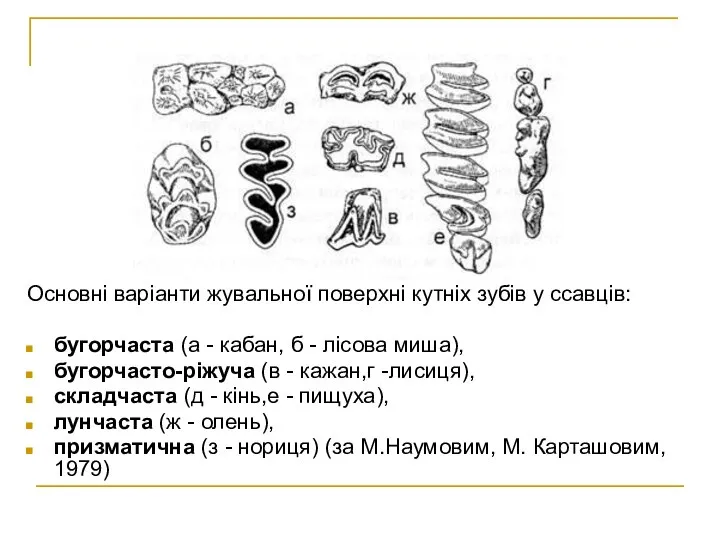 Основні варіанти жувальної поверхні кутніх зубів у ссавців: бугорчаста (а -