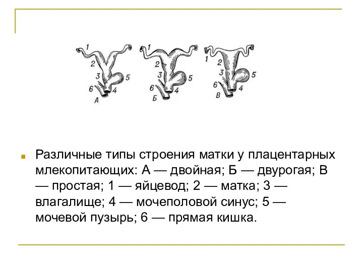 Различные типы строения матки у плацентарных млекопитающих: А — двойная; Б