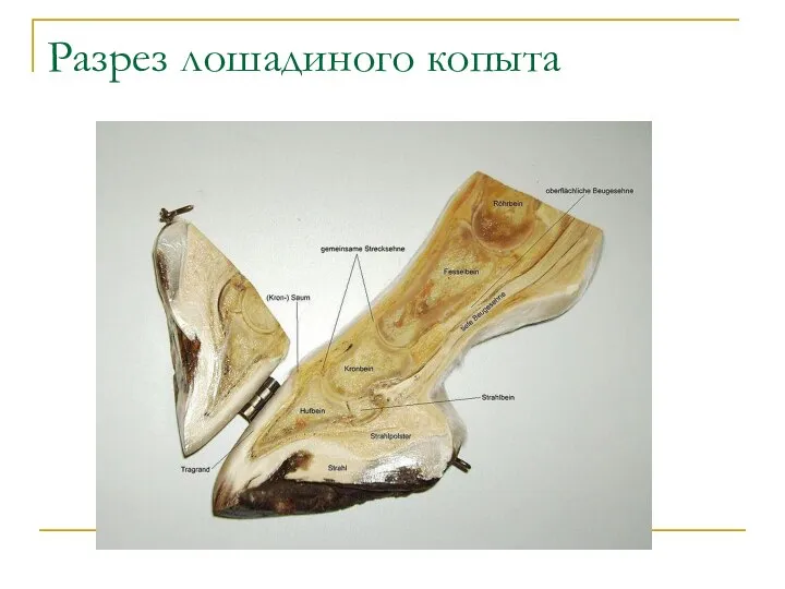 Разрез лошадиного копыта