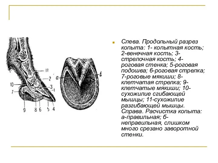 Слева. Продольный разрез копыта: 1- копытная кость; 2-венечная кость; 3- стрелочная