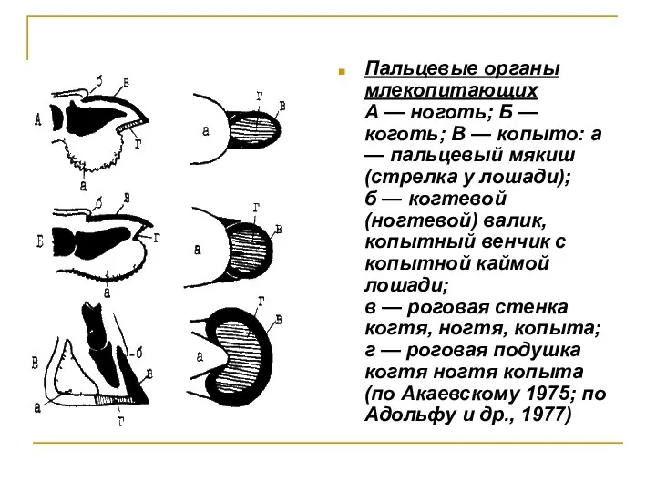 Пальцевые органы млекопитающих А — ноготь; Б — коготь; В —