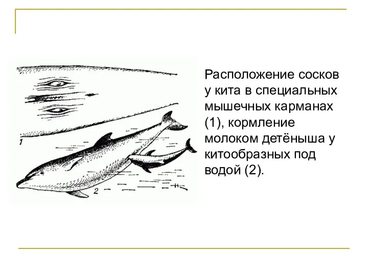 Расположение сосков у кита в специальных мышечных карманах (1), кормление молоком