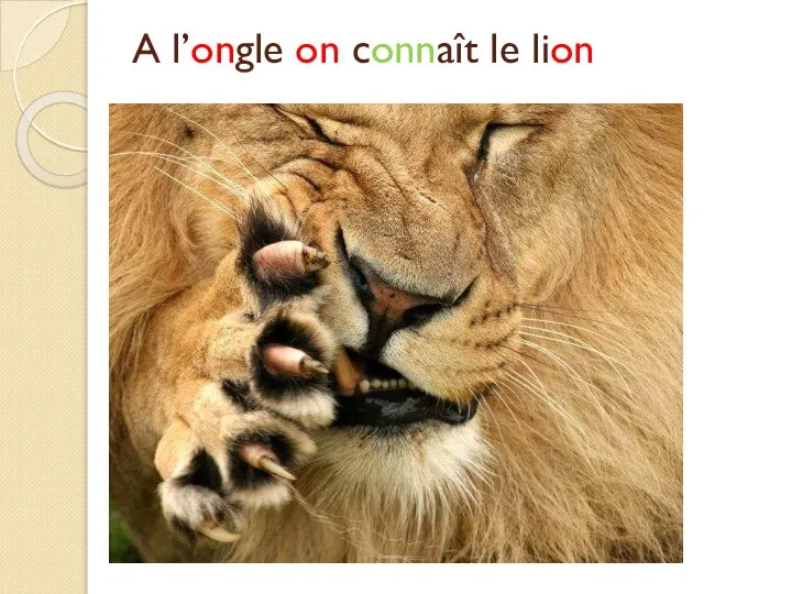 A l’ongle on connaît le lion