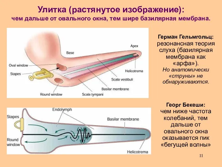 Улитка (растянутое изображение): чем дальше от овального окна, тем шире базилярная