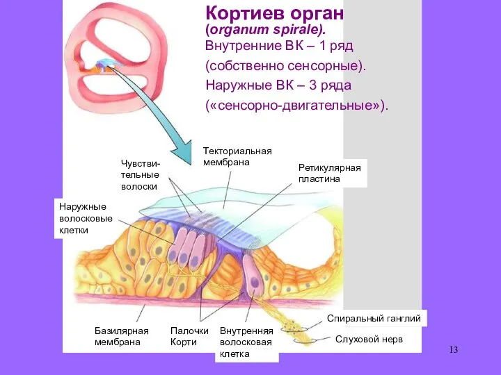 Кортиев орган (organum spirale). Внутренние ВК – 1 ряд (собственно сенсорные).