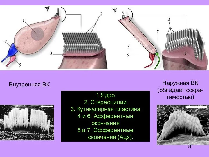 1.Ядро 2. Стереоцилии 3. Кутикулярная пластина 4 и 6. Афферентнын окончания
