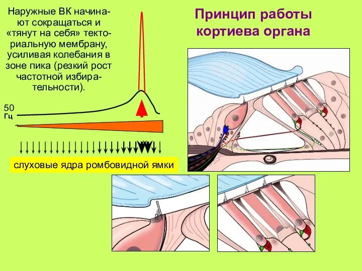 Принцип работы кортиева органа Наружные ВК начина-ют сокращаться и «тянут на