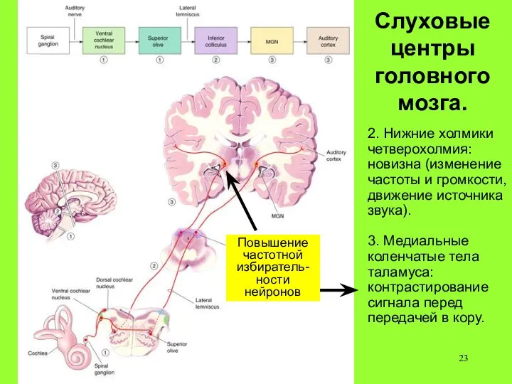 Слуховые центры головного мозга. 2. Нижние холмики четверохолмия: новизна (изменение частоты