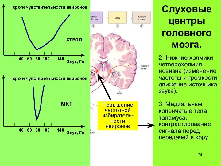 Слуховые центры головного мозга. 2. Нижние холмики четверохолмия: новизна (изменение частоты