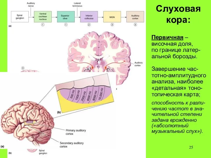 Слуховая кора: Первичная – височная доля, по границе латер-альной борозды. Завершение