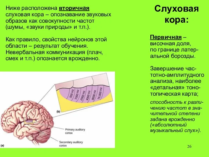 Слуховая кора: Первичная – височная доля, по границе латер-альной борозды. Завершение