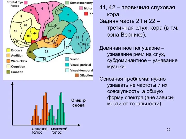 41, 42 – первичная слуховая кора. Задняя часть 21 и 22