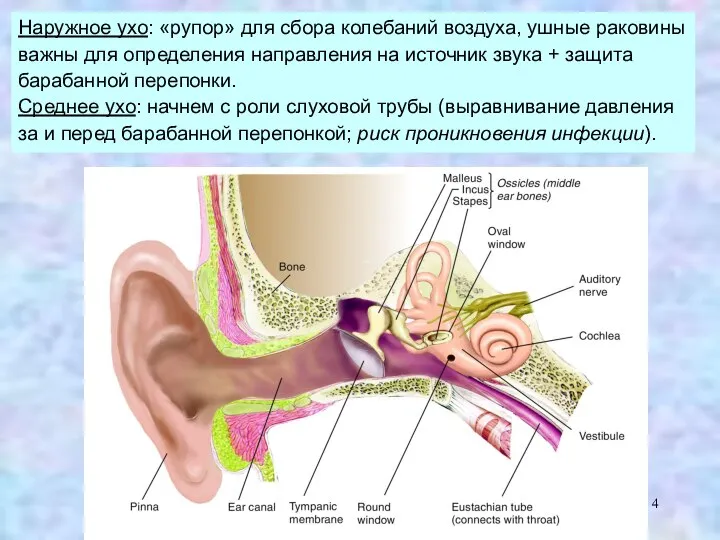 Наружное ухо: «рупор» для сбора колебаний воздуха, ушные раковины важны для