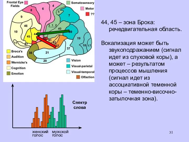 44, 45 – зона Брока: речедвигательная область. Вокализация может быть звукоподражанием