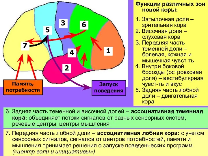 Функции различных зон новой коры: 1. Затылочная доля – зрительная кора