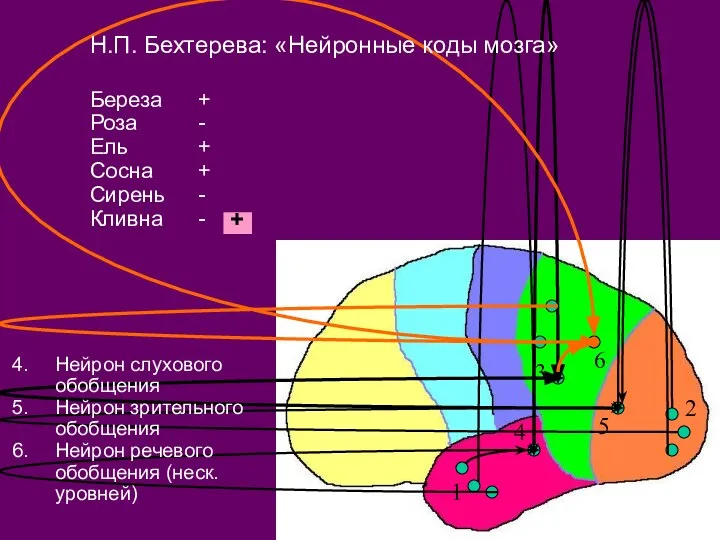 Нейрон слухового обобщения Нейрон зрительного обобщения Нейрон речевого обобщения (неск. уровней)