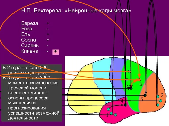 В 2 года – около 500 речевых центров; В 3 года