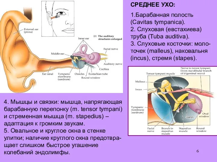 4. Мышцы и связки: мышца, напрягающая барабанную перепонку (m. tensor tympani)