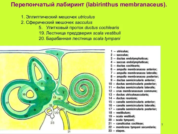 Перепончатый лабиринт (labirinthus membranaceus). 1. Эллиптический мешочек utriculus 2. Сферический мешочек