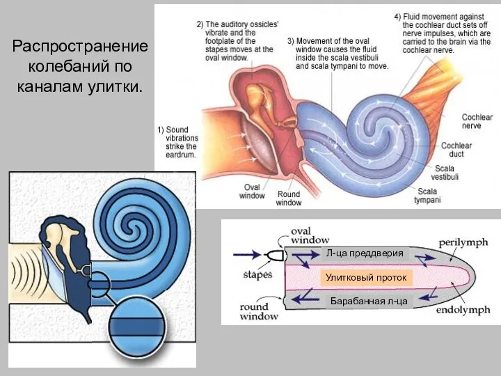 Распространение колебаний по каналам улитки. Улитковый проток Л-ца преддверия Барабанная л-ца