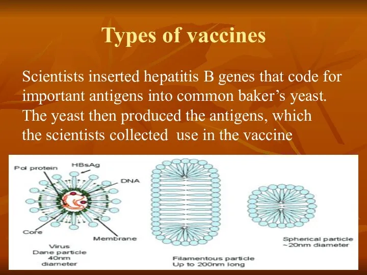 Types of vaccines Scientists inserted hepatitis B genes that code for