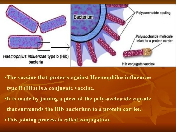 The vaccine that protects against Haemophilus influenzae type B (Hib) is