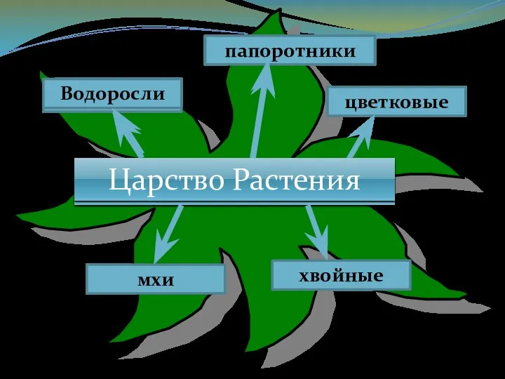 Царство Растения Водоросли мхи папоротники хвойные цветковые Царство Растения Водоросли