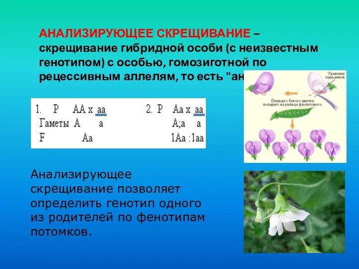 Анализирующее скрещивание позволяет определить генотип одного из родителей по фенотипам потомков.