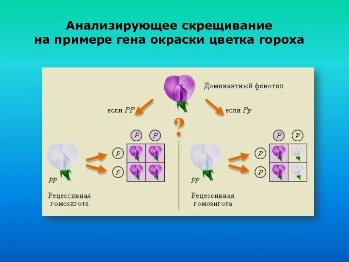 Анализирующее скрещивание на примере гена окраски цветка гороха