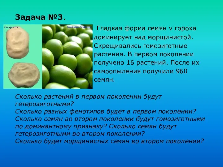 Задача №3. Гладкая форма семян v гороха доминирует над морщинистой. Скрещивались