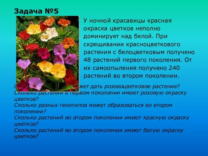 Задача №5 У ночной красавицы красная окраска цветков неполно доминирует над