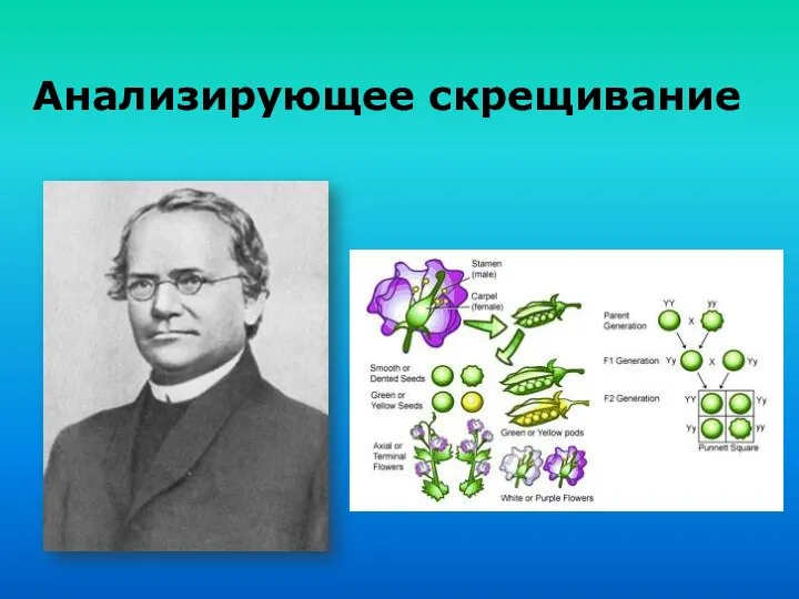 Анализирующее скрещивание