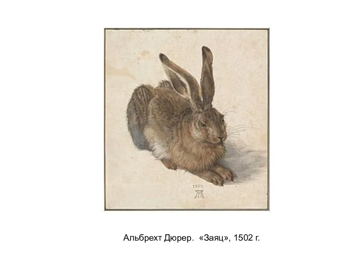 Альбрехт Дюрер. «Заяц», 1502 г.