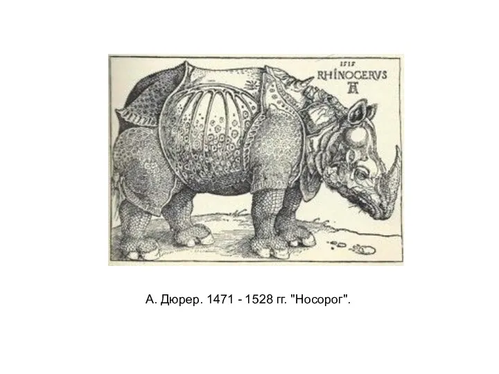 А. Дюрер. 1471 - 1528 гг. "Носорог".