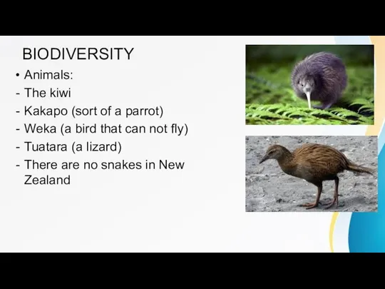 BIODIVERSITY Animals: The kiwi Kakapo (sort of a parrot) Weka (a